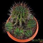 Collecion de Avonia
