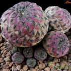 Collecion de Avonia