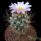 Collecion de Avonia