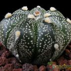 Collecion de Avonia