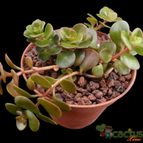 Collecion de Avonia
