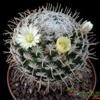Collecion de Avonia