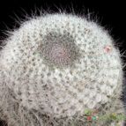 Collecion de Avonia
