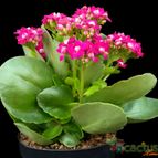 Collecion de Avonia