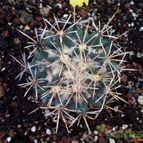 Collecion de Avonia