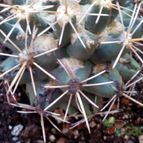 Collecion de Avonia