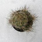 Collecion de Avonia