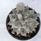 Collecion de Avonia