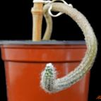Collecion de Avonia