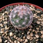 Collecion de Avonia
