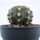 Collecion de Avonia