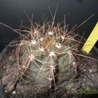 Collecion de Avonia