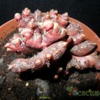 Collecion de Avonia
