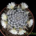 Collecion de Avonia