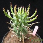 Euphorbia schoenlandii