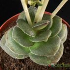 Collecion de Avonia
