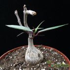 Collecion de Avonia