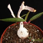 Collecion de Avonia