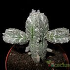Collecion de Avonia