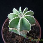 Collecion de Avonia