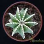 Collecion de Avonia