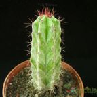 Collecion de Avonia
