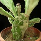 Collecion de Avonia
