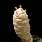 Collecion de Avonia
