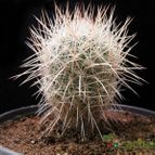 Collecion de Avonia