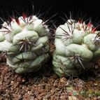 Collecion de Avonia