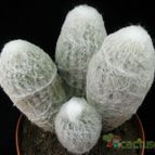 Collecion de Avonia