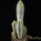 Collecion de Avonia