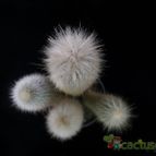 Collecion de Avonia