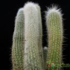 Collecion de Avonia