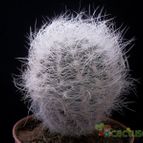 Collecion de Avonia