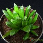 Collecion de Avonia