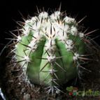 Collecion de Avonia