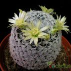 Collecion de Avonia