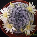Collecion de Avonia