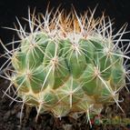 Collecion de Avonia