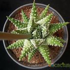 Collecion de Avonia