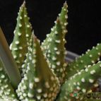 Collecion de Avonia