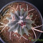 Collecion de Avonia