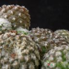 Collecion de Avonia
