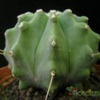 Collecion de Avonia
