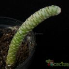 Collecion de Avonia