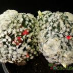 Collecion de Avonia