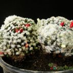 Collecion de Avonia