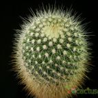 Collecion de Avonia