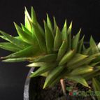 Collecion de Avonia